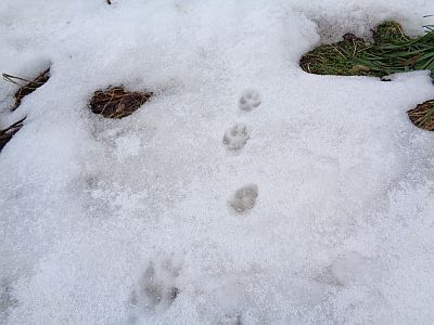 キツネの足跡 キツネの足跡