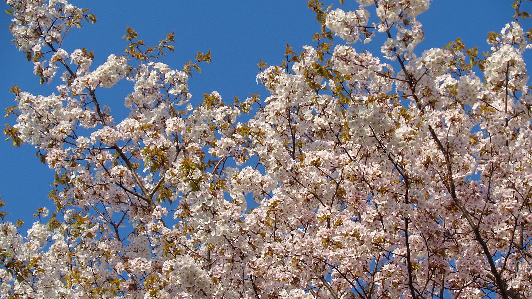 カスミザクラ カスミザクラ